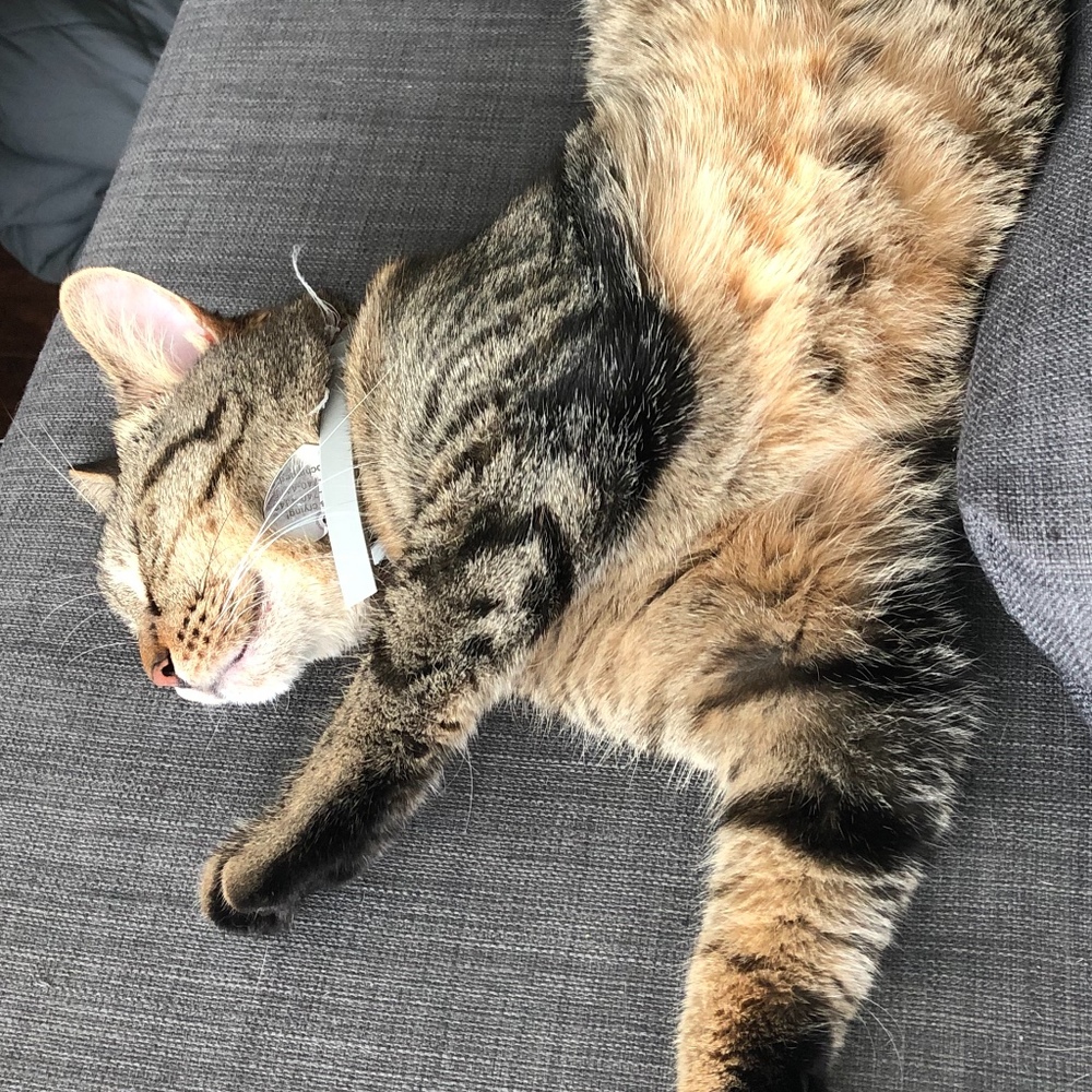 Meet your Posher, Miranda